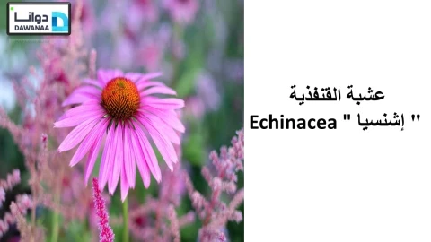 عشبة القنفذية " إشنسا Echinacea "